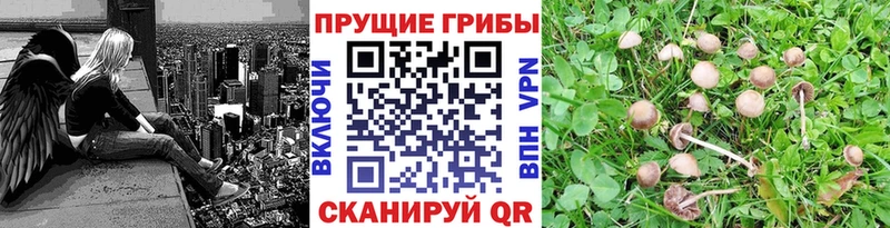Псилоцибиновые грибы GOLDEN TEACHER цены наркотик Лаишево